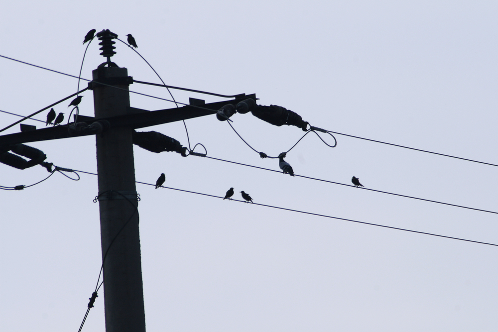 do birds sit on power lines for warmth?